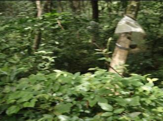 Agricultural Land for Sale in Malappuram, Nilambur, Nilambur, Chokkad