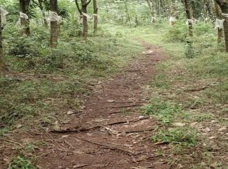 Agricultural Land for Sale in Malappuram, Nilambur, Nilambur, Chokkad