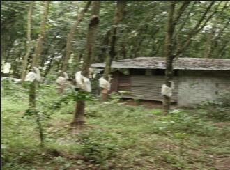 Agricultural Land for Sale in Malappuram, Nilambur, Nilambur, Chokkad