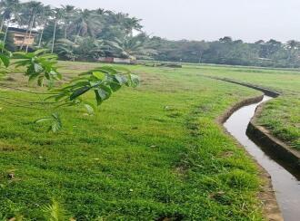 Agricultural Land for SaleErnakulam, Kolenchery, Ramamangalam