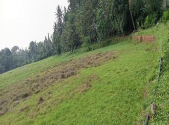 Agricultural Land for Sale in Ernakulam, Kolenchery, Ramamangalam, kinginimattom