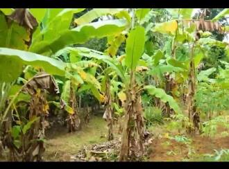 Residential Land for Sale in Trivandrum, Vattappara, Vencode, veena nager