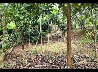 Residential Land for Sale in Trivandrum, Vattappara, Vencode, veena nager