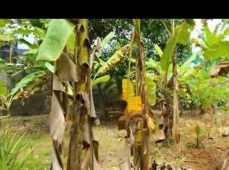 Residential Land for Sale in Trivandrum, Vattappara, Vencode, veena nager