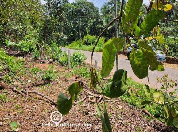 cashew garden