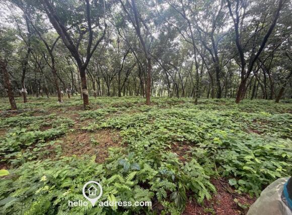 RUBBER LUSH GREEN LAND