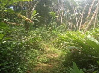 Residential Land for Sale in Kozhikode, Calicut, Calicut town, Koyilandi