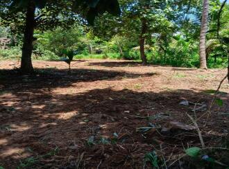 Residential Land for Sale in Thrissur, Thrissur, Kodannur, Ayyappa Temple at Sasthamkadavu.