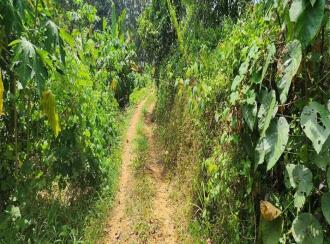 Residential Land for Sale in Kottayam, Ponkunnam, Kodungoor, Chamampathal