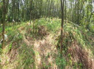 Residential Land for Sale in Kottayam, Ponkunnam, Kodungoor, Chamampathal