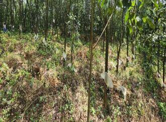 Residential Land for Sale in Kottayam, Ponkunnam, Kodungoor, Chamampathal