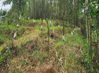 Residential Land for Sale in Kottayam, Ponkunnam, Kodungoor, Chamampathal