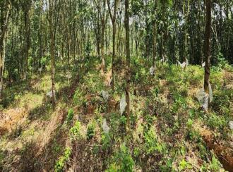 Residential Land for Sale in Kottayam, Ponkunnam, Kodungoor, Chamampathal