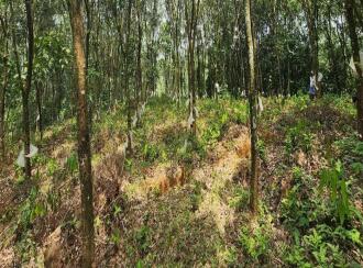 Residential Land for Sale in Kottayam, Ponkunnam, Kodungoor, Chamampathal