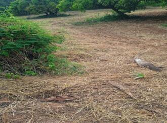 Residential Land for Sale in Palakkad, Kollengode, Thamarapadam, Seetharkundu