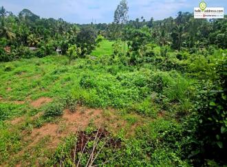 Residential Land for Sale in Ernakulam, Chottanikkara, Chottanikkara, Rajan kavala