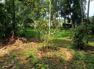 Residential Land for Sale in Thrissur, Mala, Puthenchira, 8/1 Vadama