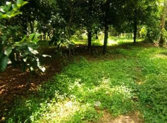 Residential Land for Sale in Thrissur, Mala, Puthenchira, 8/1 Vadama