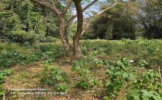 Residential Land for Sale in Palakkad, Ottappalam, Ottappalam, R S ROAD