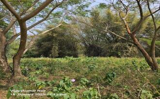 Residential Land for Sale in Palakkad, Ottappalam, Ottappalam, R S ROAD