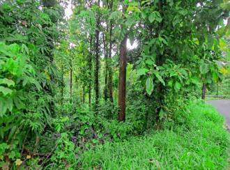 Agricultural Land for Sale in Pathanamthitta, Adoor, Athirunkal, C.M.U.P.S School
