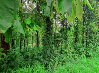 Agricultural Land for Sale in Pathanamthitta, Adoor, Athirunkal, C.M.U.P.S School