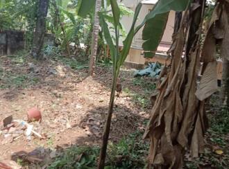 Residential Land for Sale in Trivandrum, Thiruvananthapuram, Muttada, L M S Nagar