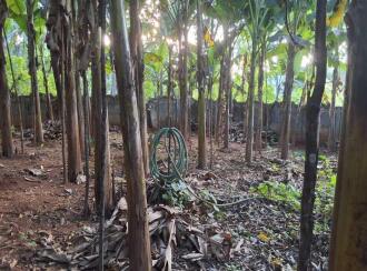 Agricultural Land for Sale in Thrissur, Amballoor, Kallur, Adjacent to St. Raphael's Church