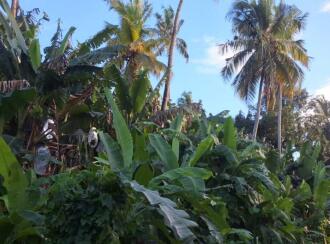 Agricultural Land for Sale in Thrissur, Amballoor, Kallur, Adjacent to St. Raphael's Church