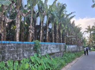 Agricultural Land for Sale in Thrissur, Amballoor, Kallur, Adjacent to St. Raphael's Church