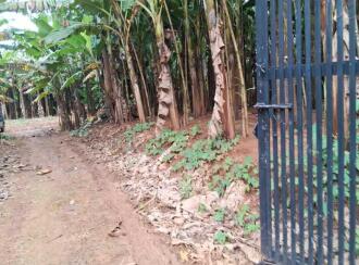 Agricultural Land for Sale in Thrissur, Amballoor, Kallur, Adjacent to St. Raphael's Church