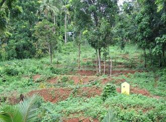 Residential Land for Sale in Trivandrum, Kattakkada, Kattakkada, Opposit petrol bunk
