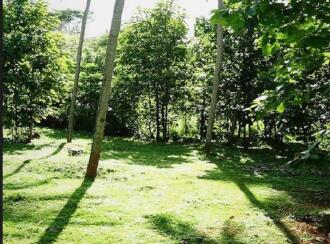Residential Land for Sale in Malappuram, Perinthalmanna, Perinthalmanna, malapuram town hall road