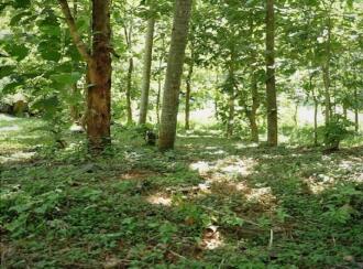 Residential Land for Sale in Malappuram, Perinthalmanna, Perinthalmanna, malapuram town hall road