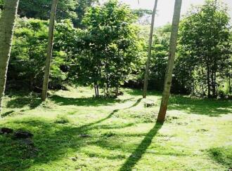 Residential Land for Sale in Malappuram, Perinthalmanna, Perinthalmanna, malapuram town hall road