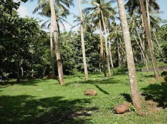 Residential Land for Sale in Malappuram, Perinthalmanna, Perinthalmanna, malapuram town hall road