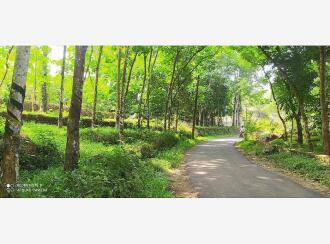 വാസയോഗ്യമായ ഭൂമി വില്പനയ്ക്ക് കോട്ടയം, Kanjirapally, Koovappally, panachepally