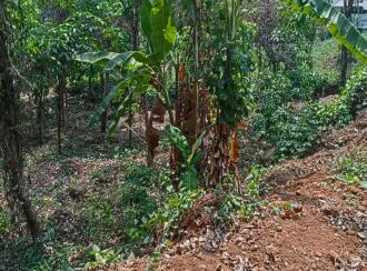 Residential Land for Sale in Kottayam, Kanjirapally, Manimala, near karikkattoor