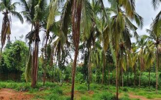 Residential Land for SalePalakkad, Ottappalam, Ottappalam