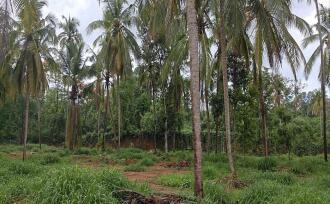 Residential Land for Sale in Palakkad, Ottappalam, Ottappalam, Ottapalam-Mayilumpuram Road