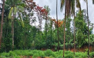 Residential Land for Sale in Palakkad, Ottappalam, Ottappalam, Ottapalam-Mayilumpuram Road