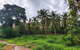 Residential Land for Sale in Palakkad, Ottappalam, Ottappalam, Ottapalam-Mayilumpuram Road