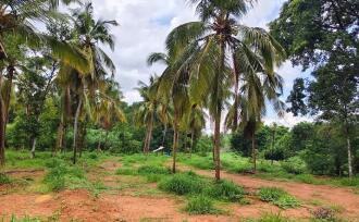 Residential Land for Sale in Palakkad, Ottappalam, Ottappalam, Ottapalam-Mayilumpuram Road