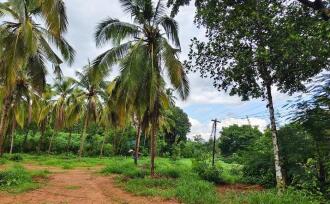 Residential Land for Sale in Palakkad, Ottappalam, Ottappalam, Ottapalam-Mayilumpuram Road