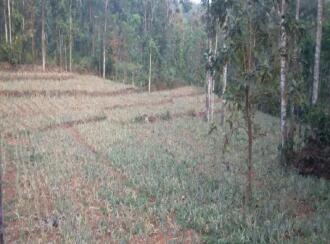 Residential Land for Sale in Kottayam, Karukachal, Kangazha, Kangazha