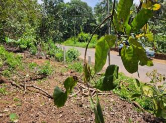 Agricultural Land for Sale in Kannur, Kuthuparamba, Chittariparamba, Kannavam to Thodikulam road
