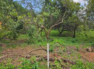 Agricultural Land for Sale in Kannur, Kuthuparamba, Chittariparamba, Kannavam to Thodikulam road