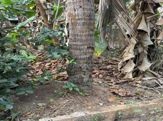Residential Land for Sale in Malappuram, Nilambur, Nilambur, Kovalathumuri