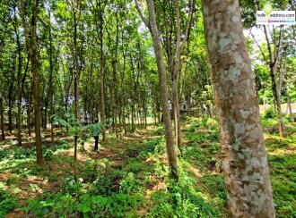 Residential Land for Sale in Pathanamthitta, Thiruvalla, Vennikulam, Town road, 1 km from