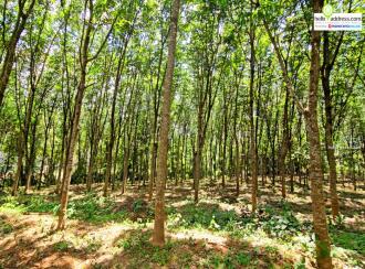 Residential Land for Sale in Pathanamthitta, Thiruvalla, Vennikulam, Town road, 1 km from